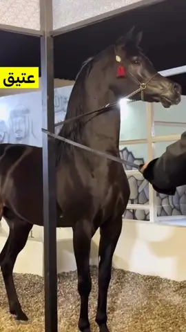 #اكسبلور #خيل #خيل_وخياله🐎 #you #fyp 