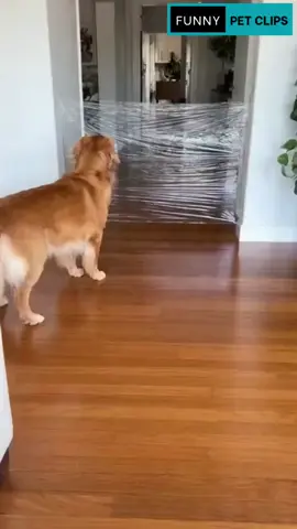 He trusted his hooman… until the wall appeared! 🧊💀#FunnyDogs #DogPrank #InvisibleWallChallenge #PetComedy #DogTok 