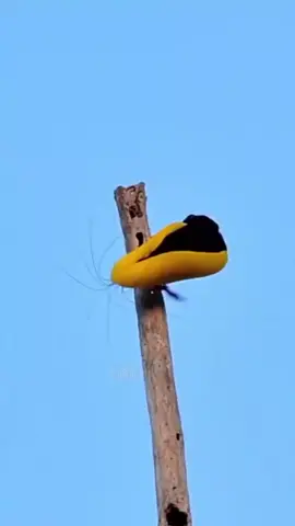 cute birds dancing #birds #dance #animals #mustwatch #viral 