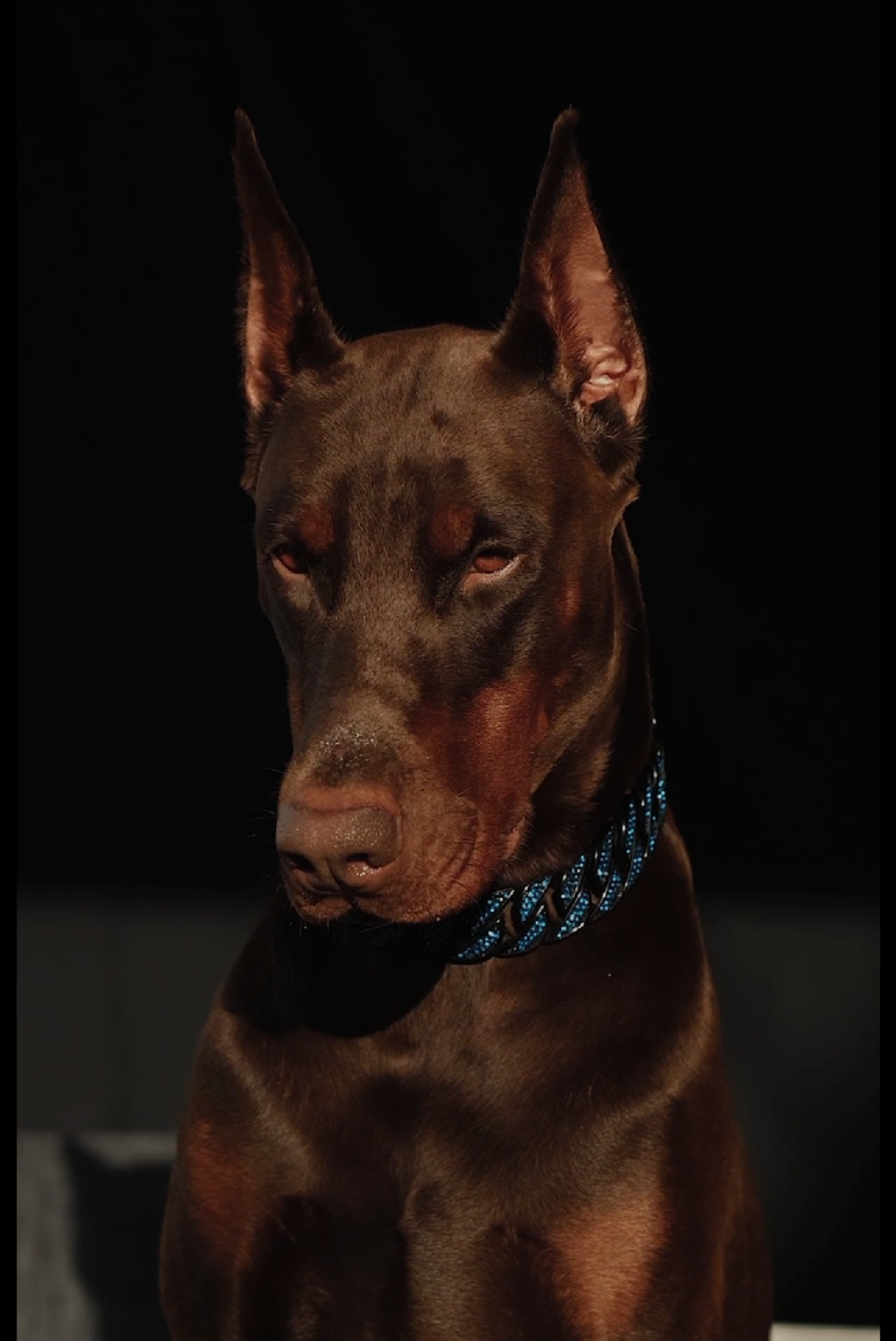 He looks like he guards the gates of power… but he’ll guard your heart instead 🖤🐾 The Doberman — fearless, loyal, and elegance in motion. #Doberman #guarddog  #DogLovers #fyppp 
