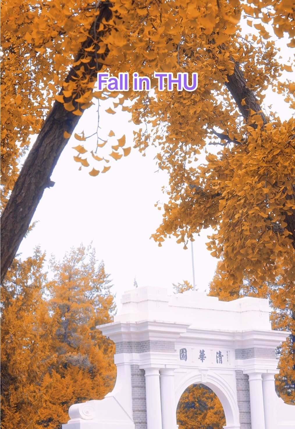 The air turns crisp, the leaves turn gold, and Tsinghua turns into a dream. 🍁💛 Every corner feels like a postcard — peaceful, timeless, full of stories. #FallInTHU #TsinghuaUniversity #AutumnMood #BeautifulCampus