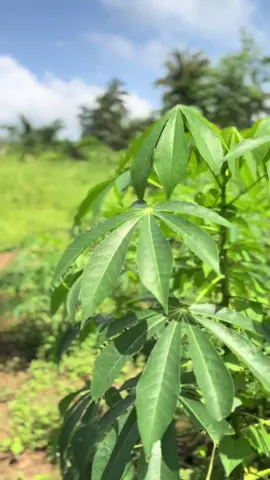 #benintiktok🇧🇯 #flypシ 