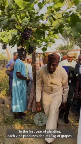 #creatorsearchinsights #grape葡萄_team🍇 #fyp @Investorameer @Abis Fulani 👑👑👑