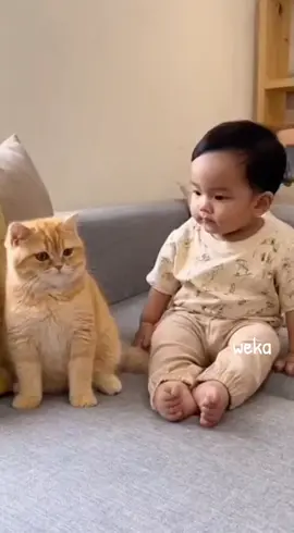 ngobrol santai sama oyen #kucinglucu #BelajarAi #kreatortiktok #vidioviral #kucingimut 