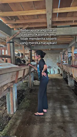 Ada alasan lain?  #fyppppppppppppppppppppppp #peternakmuda #peternaksapiindonesia #sobatngaret #xyzbca 