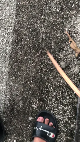 timbang mlaku #fyp #astreagrandindonesia #cseriesgank #k2project2nd 