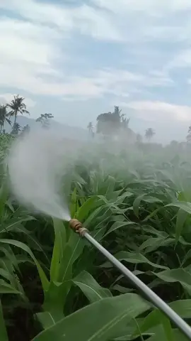 #bondowoso #petaniindonesia🇮🇩🇮🇩🇮🇩🌿🌿 