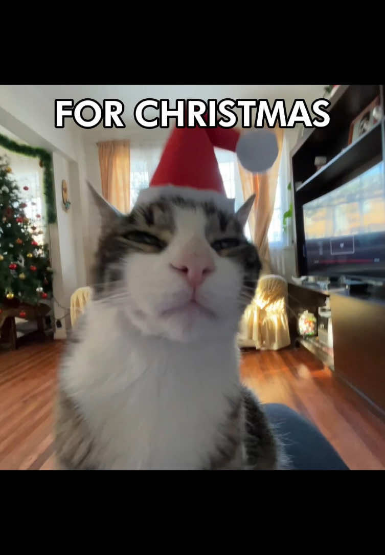🗣️🗣️ ITS TIME 🔥🔥 #catcore #cat #christmas #catsoftiktok #songoftheday 