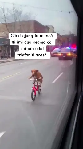 Tu pleci de la munca dupa telefon daca l-ai uitat? Unde obisnuiesti sa-l uiti? Eu in baie 🫣 #telefon #humor #fyp #viral #caterinca 