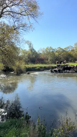 Larje speciale ne vjesht 🍂🍁🍂🍁🍂🥇🥇