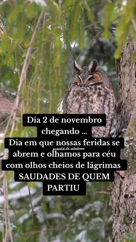 #luto #finados #saudades #coruja 
