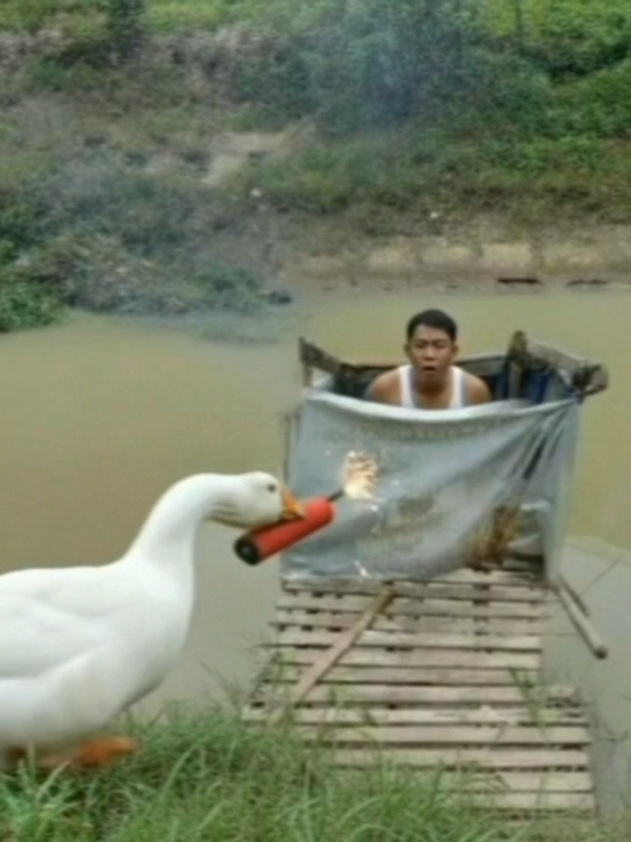 Lagi nongkrong di lempar petasan 🦢😂 #angsa #angsalucu #itiklucu #ailucu #aicore 
