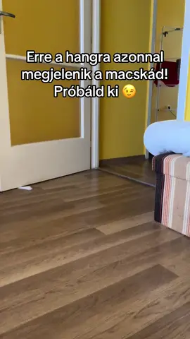 Tényleg működik 😉 #cat #catsoftiktok #catvoice #foryou #MicuCatprincess 