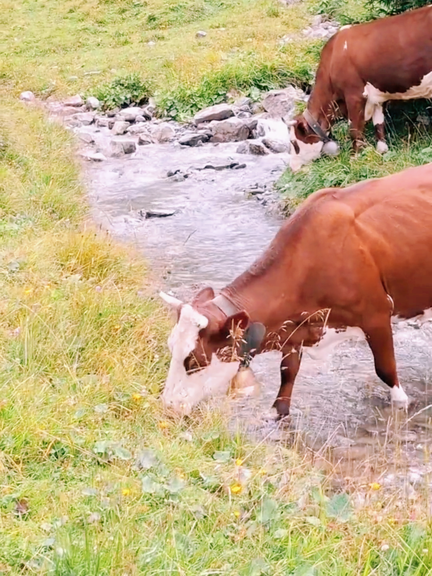 #creatorsearchinsights الإبل والغنم والبقر من اين اتو او من اين خلقو #قصص_دينية_مؤثرة #الشيخ_محمد_بن_علي_الشنقيطي 