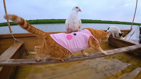 Seaside Tribe's Fishing Cat