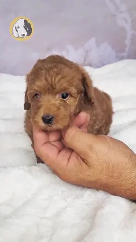 Say hello to Flicker, the F1b Maltipoo boy with a spark in his eyes and a heart that shines bright! 🐾✨ Hypoallergenic, loving, and full of charm, Flicker is the perfect mix of cuddly and playful — always ready to bring warmth and light into your life. He’s sweet, curious, and full of personality — the kind of pup who makes every day glow with joy and love. 🐶💛 Comes with: ✅ Direct Home Delivery ✅ 24/7 Lifetime Vet Support ✅ Microchip & Health Certificate ✅ 3–Year Health Plan (extendable to 10 years) Now available at Central Park Puppies, where happy tails begin. 🐾 Please check our website for availability: www.centralpups.com #F1bMaltipoo #MaltipooPuppy #FluffyPup #AvailablePuppy #PuppyLove #HypoallergenicDog #CentralParkPuppies #PuppyDelivery #SmallBreedPuppy #PuppyAdoption #DogsOfInstagram #PuppyLife #NYCPuppies