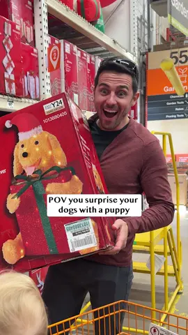 You can never have too many Goldens 💛 #goldenretrieverlife #christmas #dog #goldenretrieverlife