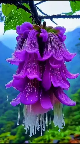 Everyone yearns for a better life.Like this flowers.lt makes people feel happy #tiktok #fyp #beautiful scenery 