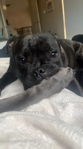 Puppy love needs quick reflexes! 😂 #staffy #staffordshirebullterrier #staffylove 