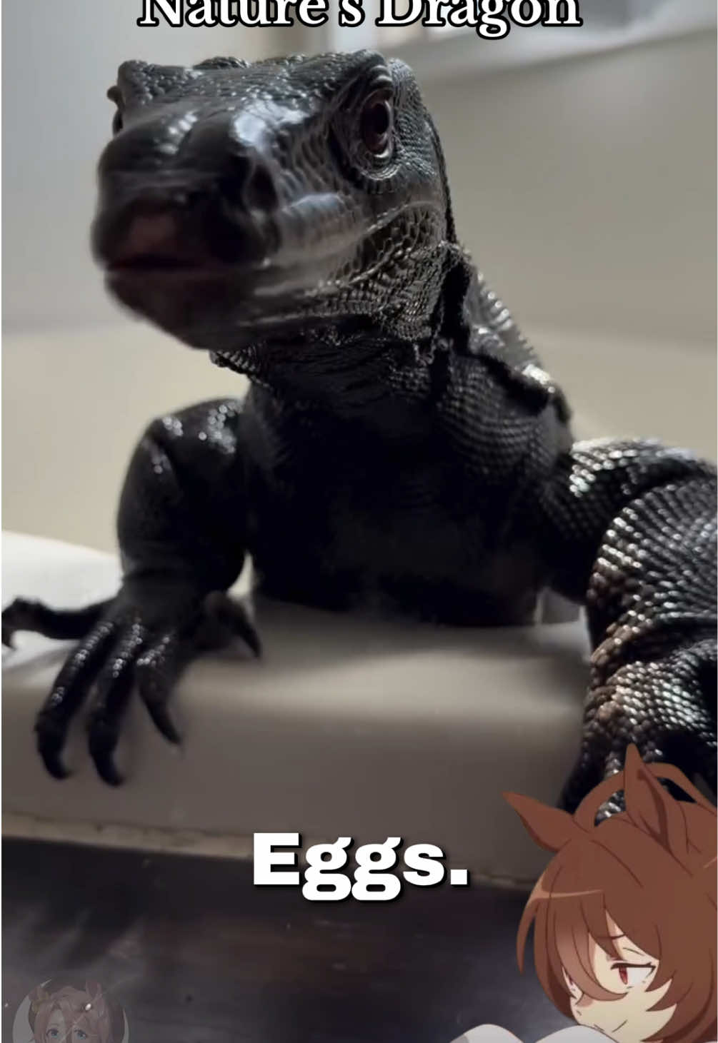 Here is the monitor lizard! I had difficulty finding a scientific graphic about the way that these critters smell, but they smell by gathering particles in the air with their tongue and then touching their tongue to the roof of their mouth where their “Jacobson” olfactory organ is. Also huge thanks to LookAtMyLizards on instagram for the clips! #umamusume #umamusumeprettyderby #ウマ娘 #fyp 