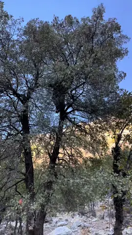 #kanibot⛰️ #barzani👑مالابارزان #barzani👑 