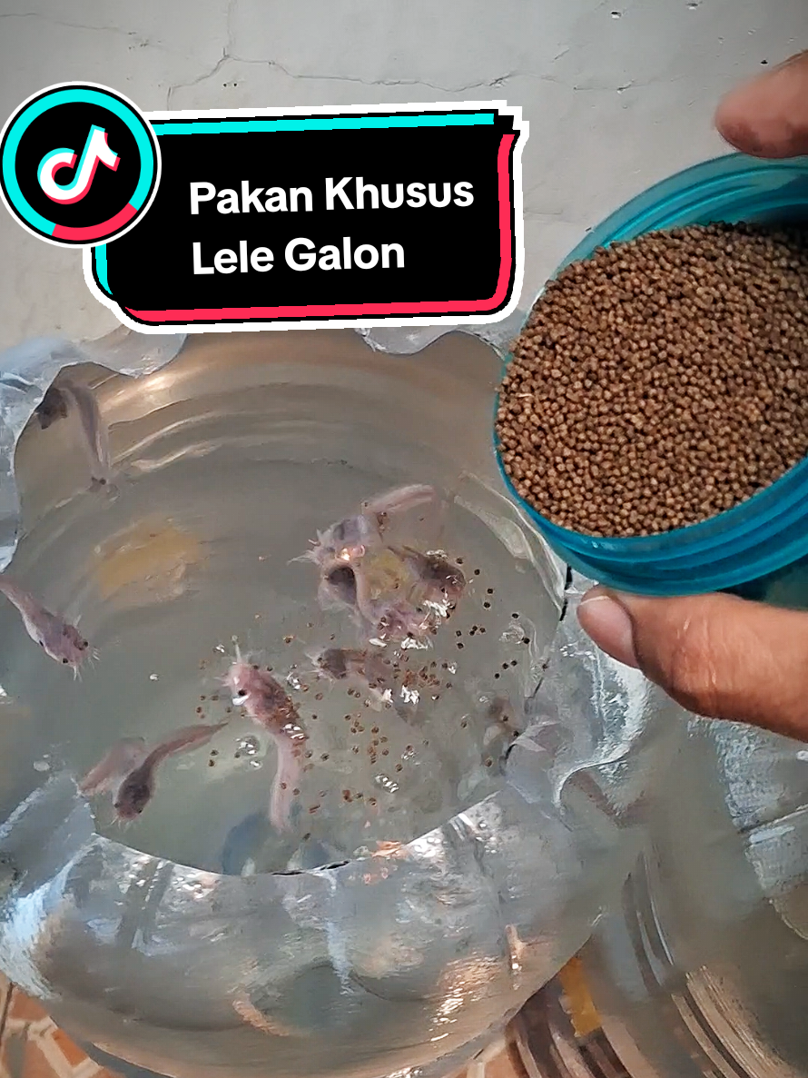 Budidaya ikan lele di dalam galon itu seru banget. Bisa buat ngisi waktu luang + bermanfaat bangeeet 😁 #budidayalele #ikanlele #galonbekas #pakanikan #lelegalon 