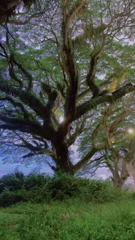 Menjelang sore di hutan jawatan #hutandjawatan  #banyuwangi #banyuwangihits #astetic #fyp 