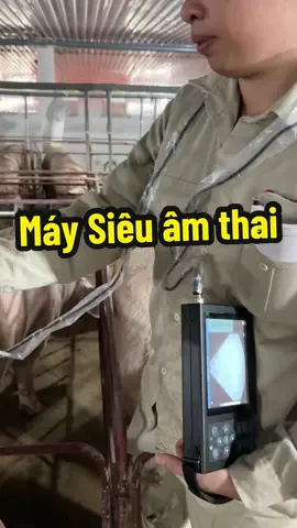 Siêu âm thai. Cách nhanh và chuẩn để biết heo đậu thai sớm