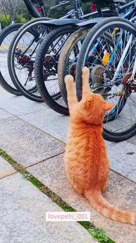 Orange Cat behavior.#cat #catsoftiktok #catlover #funny #foryou #funnytiktok #fyp #fypシ゚viral #funnymoments #funnyvideos #cute #usa🇺🇸 