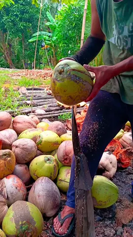 mengupas kelapa yang jumbo #coconut