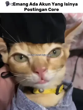 Kucing Pakai Baju Core >>> #kucingpakaibaju #kucing #pecintakucing #catlovers #fypdonggggggg 