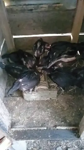 #fyp#lewatbrandatiktok#