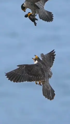 Who do you think is the most powerful? 🤔 #nature #wild #facts #DidYouKnow #mindblowingfacts 