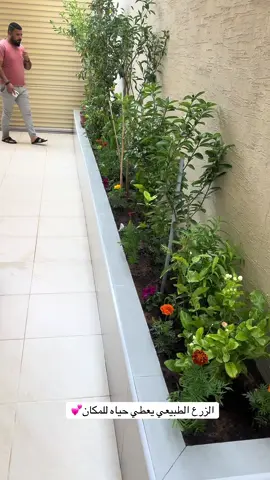 أشجار طبيعي احواض خضراء #اشجار #نباتات #زراعه_منزليه #مزارع #حدائق_داخلية 