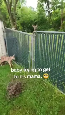 POV: your kindness changed their whole world #PetsOfTikTok #funnyanimals #fyp #pet #funnyvideos 