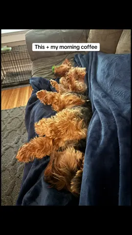 #simplyimperfect #dogmom #yorkies   