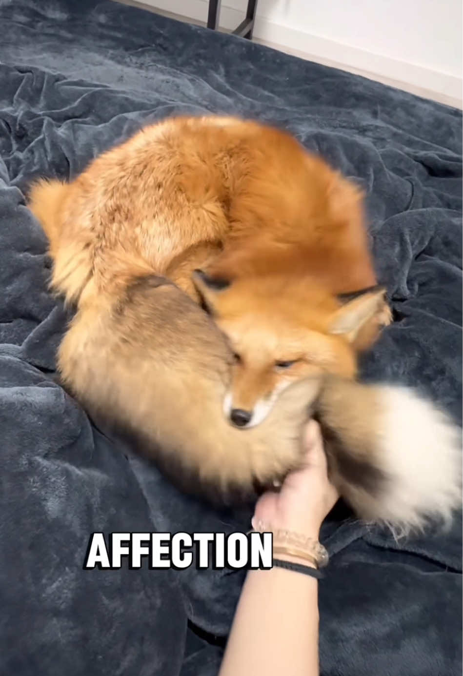 “The red fox that loves to be spoiled” 🦊 #fyp #animals #cute #popular #fox 