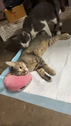 🖤ขอเก็บช่วงเวลาที่เจ็บปวด และเศร้าใจยิ่งหนักไว้ดูย้อนหลังนะคะ 💔🤍#ถุงเงินแมวจร #ทาสแมว #ทาสหมาทาสแมว #เดินทางดีๆนะถุงเงิน #กลับดาวแมว 