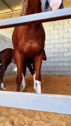 #ليبيا🇱🇾 #الزاويه_العنقاء_ليبيا🇱🇾 #تونس🇹🇳 #بنغازي_طرابلس_ترهونه_رجمة_سرت_طبرق #جزائر 