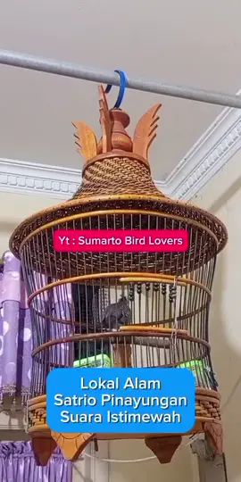 Perkutut Lokal Satrio Pinayungan Manggung Gacor Suara Besar #perkutut  #perkututlokal  #perkututkaturanggansatriopinayungan  #perkututgacor  #perkututmanggung 