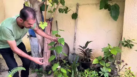 #creatorsearchinsight #نباتات #زراعة_اسنان #نخلة🌴 #الاحساء 