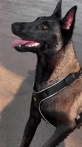 Malinois charbonne  #dog #malinois #اكسبلور #malinoisoftiktok #مشاهدات40مليون #tiktok #ابوني_ياك_باطل_ولا_حنا_مانستاهلوش #مشاهداتكم⬆️⬆️⬆️⬆️⬆️⬆️ #follow #مشاهدات #yousef_story_40 #yousef_story_40 #مشاهدات_تيك_توك #مشاهدة_ممتعة_للجميع🔥 #malinois #اكسبلور #malinoisoftiktok #الشعب_الصيني_ماله_حل😂😂 