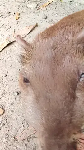 #a minha paquinha  lambendo a minha mão ✋✋✋ kkkk