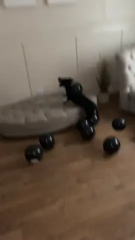 Anyone else’s dog obsessed with balloons 😂 it’s the snapping of his teeth that makes me laugh #balloons #dogtricks #miniaturedachshund #partytrick #funnytiktoks 