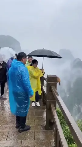 Money flying with umbrella #monkeys 