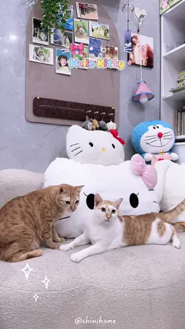 Dễ thương vữ vị😗 ⚞🎀・◦・⚟ #hellokitty #gaubonghellokitty #catlover #gaubong 