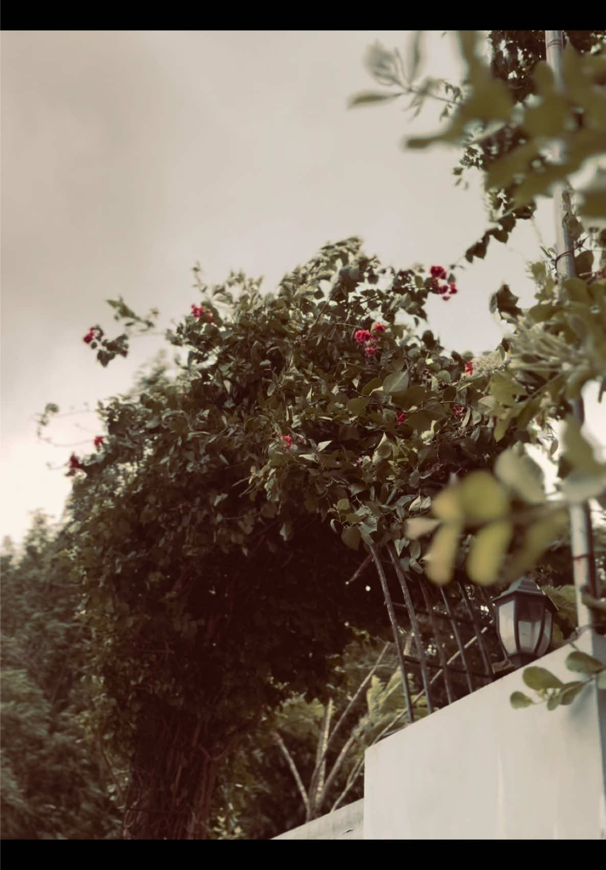 বিদায় বেলায় হাহাকার দেখি,থেকে গেলে দেখি না কেনো..?😅❤️‍🩹