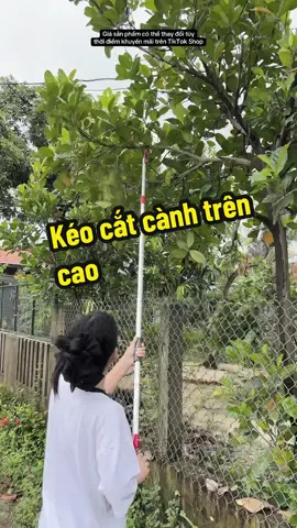 Kéo cắt cành trên cao – lưỡi thép sắc bén, cắt nhanh gọn, dễ thao tác và an toàn khi tỉa cây! 🌿✂️ #onggiareview #keocatcanh #dungcuvoon #lamvuon #tiktokshop Giá sản phẩm có thể thay đổi tùy thời điểm khuyến mãi trên TikTok Shop.