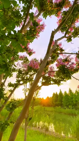 VỢ TÔI  ...!!!                                                                      My Love 💜💜                                                                                                   Tôi thương , Vợ Tôi , tính tình ngay thẳng hiền ngoan ...                                                                     #Mylove #xuhuongtiktokk #bolero #foryou #CapCut 