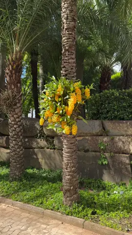 Thế giới kia nhỏ bé #nhachaymoingay #content #orchids #xuhuong #tiktok_india 